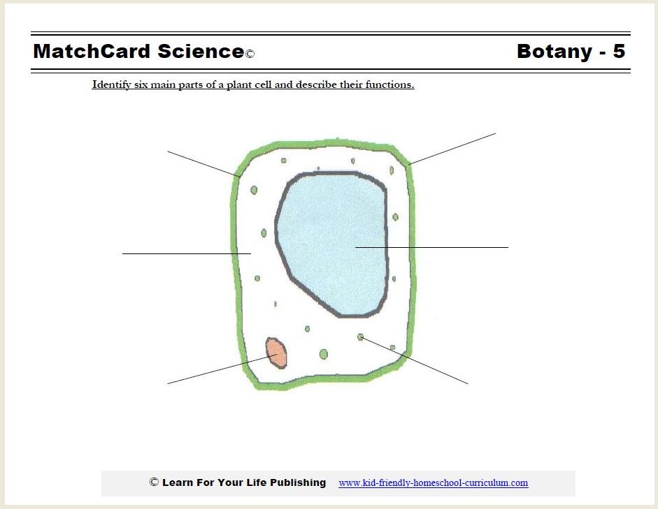 plant-cell-diagram