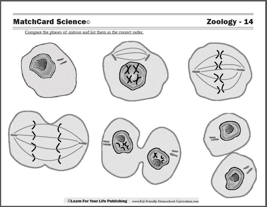 Mitosis Chart Worksheet