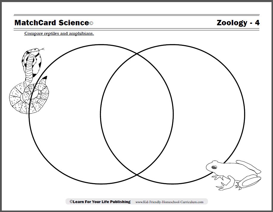 reptiles-and-amphibians-worksheet