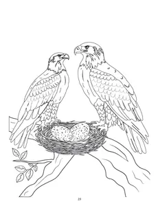 baldeaglecoloringpagepair.png