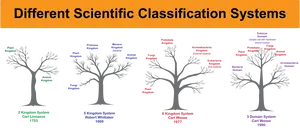 scientificclassificationtrees.png