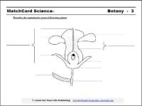 parts of flowers worksheet
