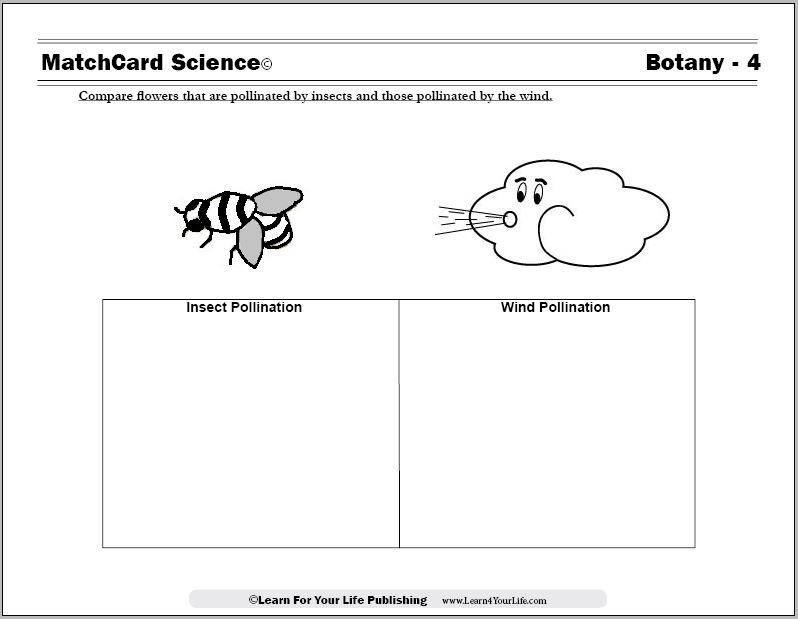 flower pollination worksheet