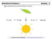 photosynthesis worksheet
