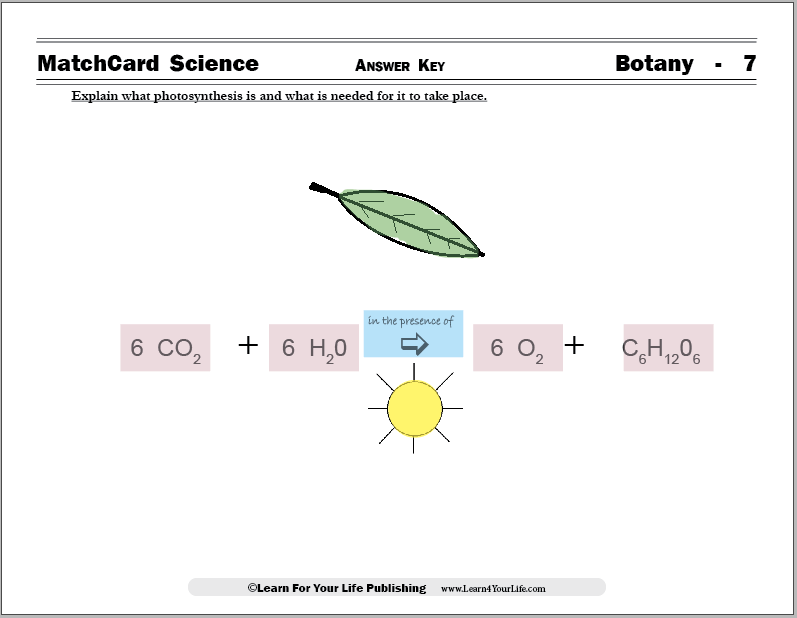 photosynthesis worksheet