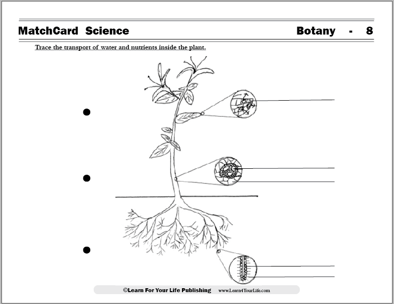botany worksheet