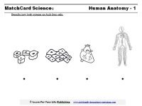 human anatomy worksheet