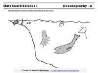 Ocean Creatures Worksheet