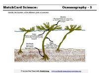 Seaweed Diagram
