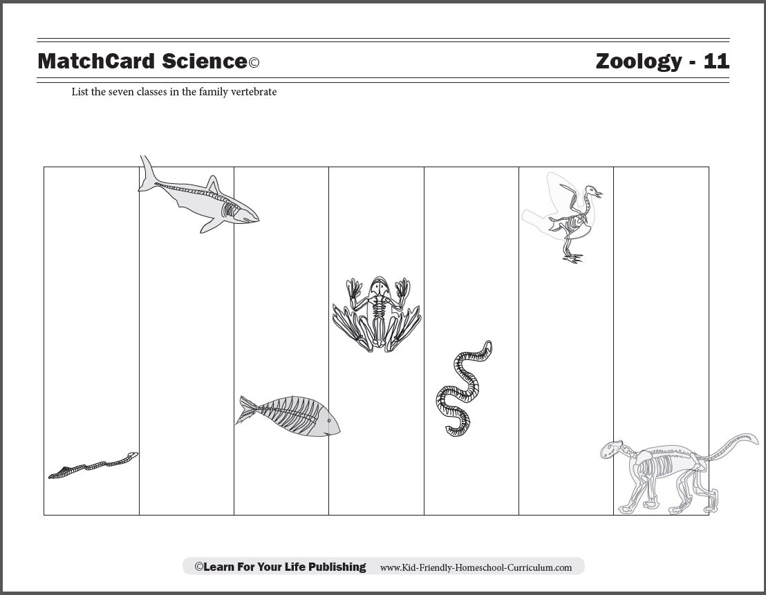 Vertebrate  Worksheet