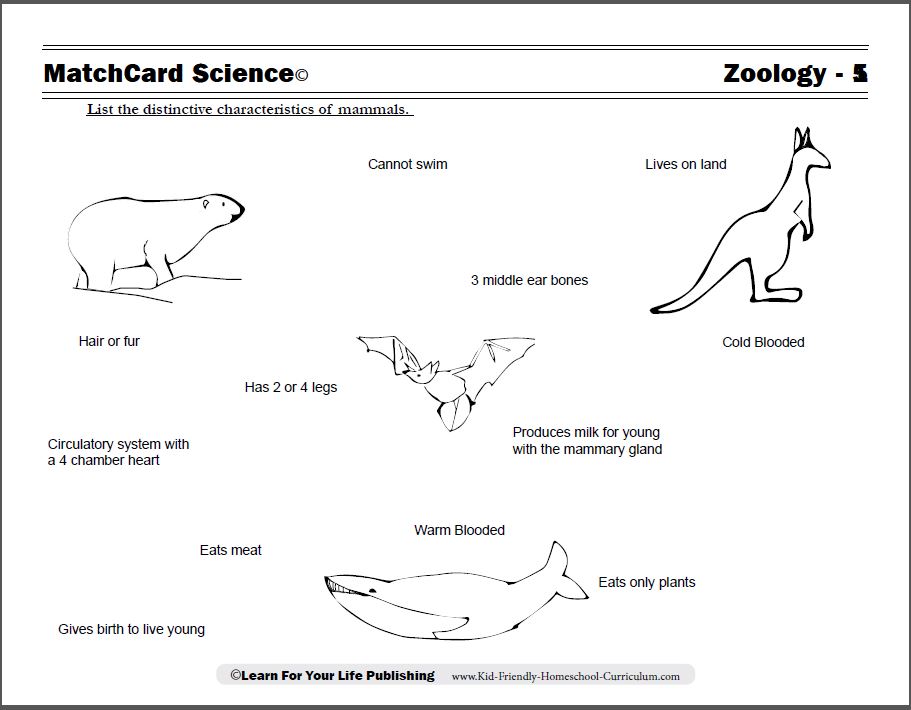 Mammal Facts Worksheet