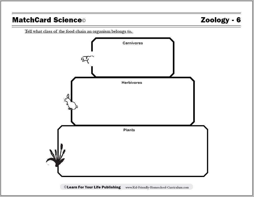 food chain Worksheet