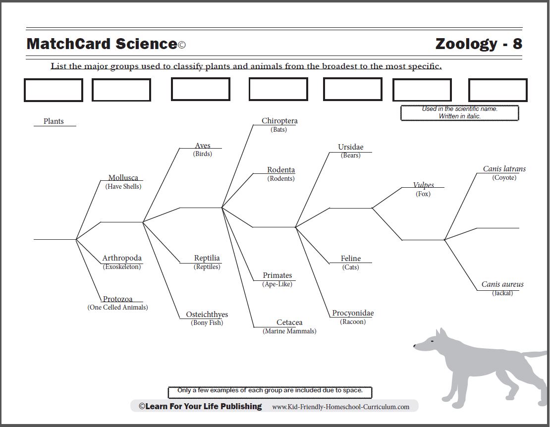 Scientific Classification Worksheet