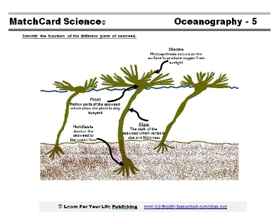 ocean worksheet