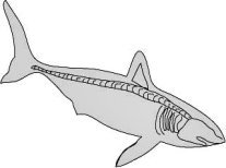 Shark Skeleton