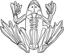 frog skeleton