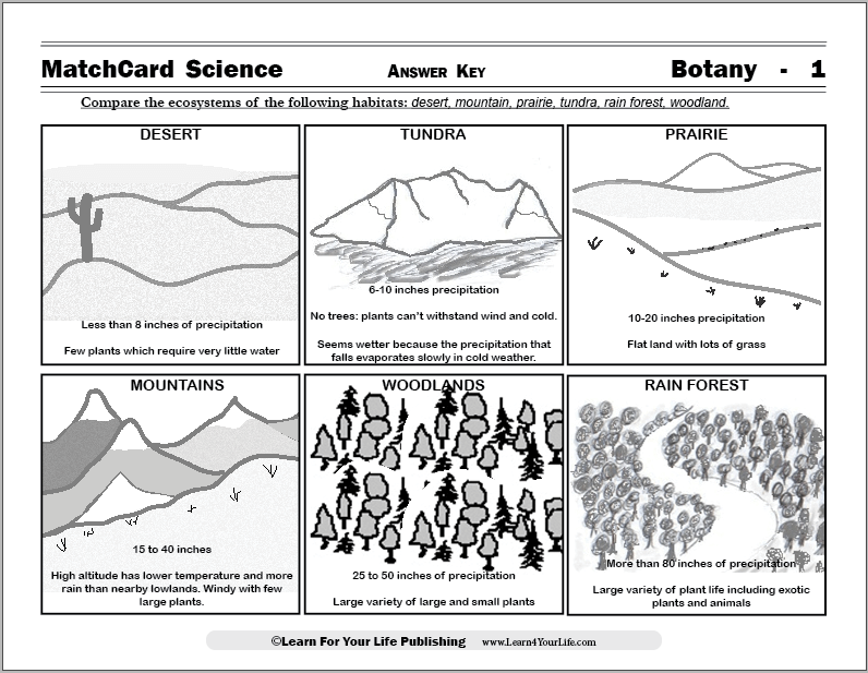 ecosystem worksheet