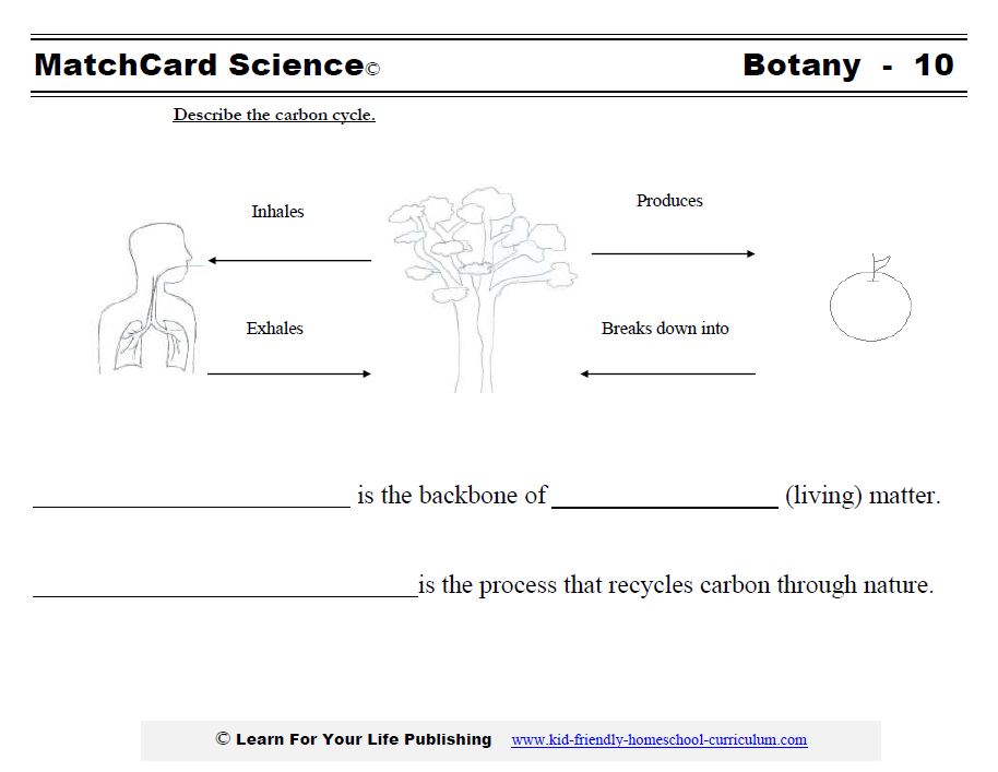 Carbon Cycle Worksheet