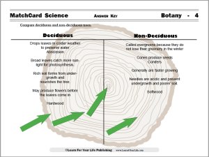 deciduous trees worksheet