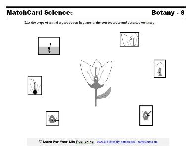 Sexual Reproduction in Plants Worksheet
