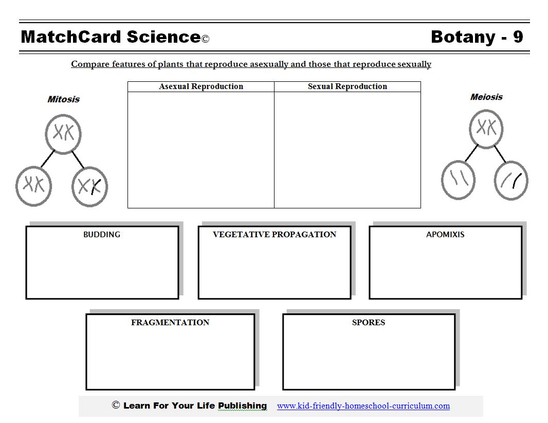 Asexual Reproduction in Plants Worksheet