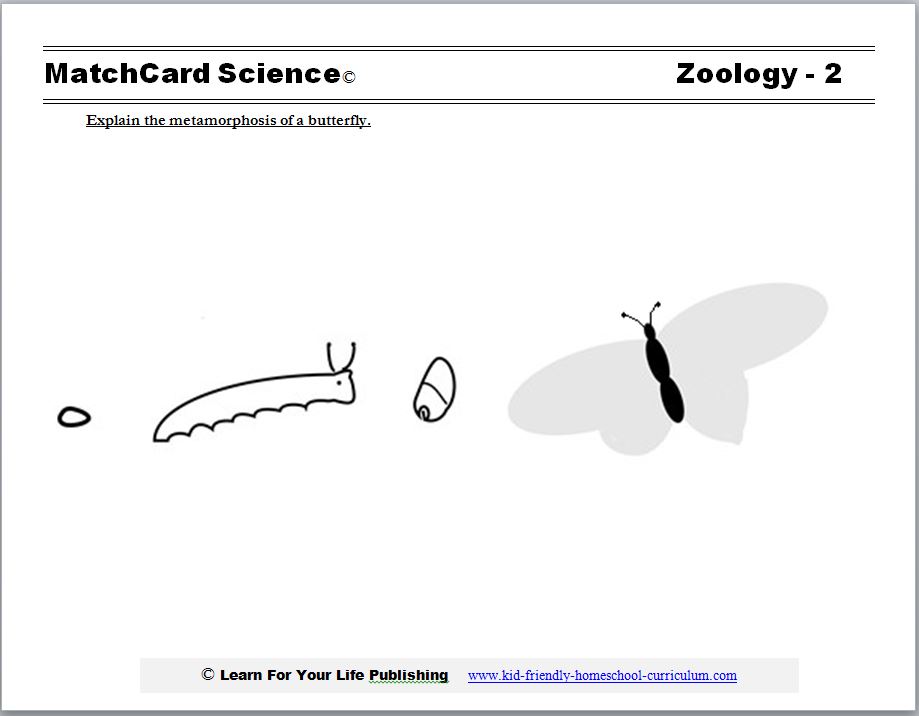 butterfly lifecycle worksheet