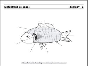 Zoology MatchCard