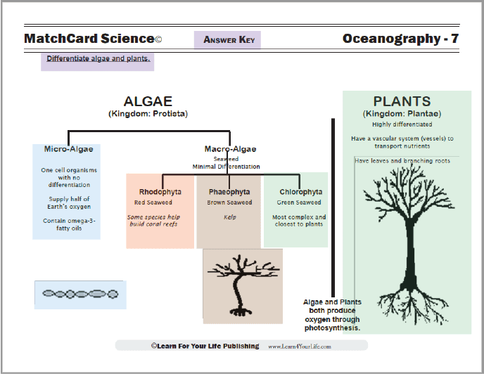 colored plant and algae worksheet
