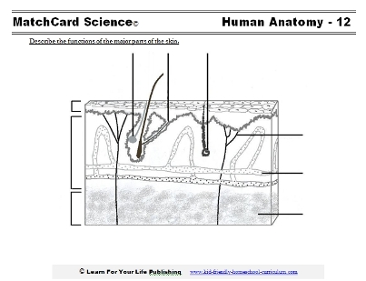 skin worksheet