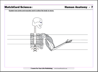 anatomy worksheet