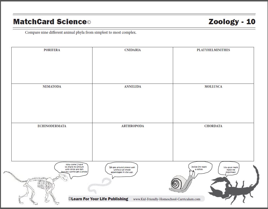 Animal Phyla Chart