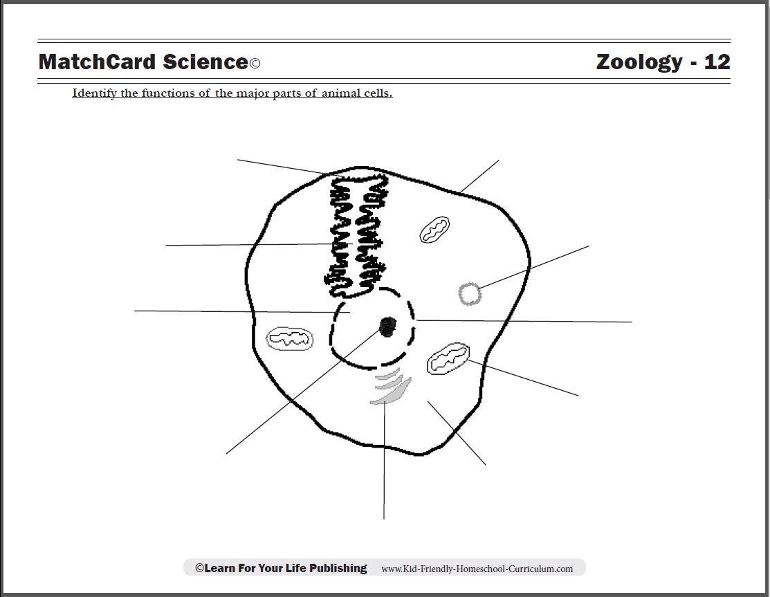 animal cell worksheet