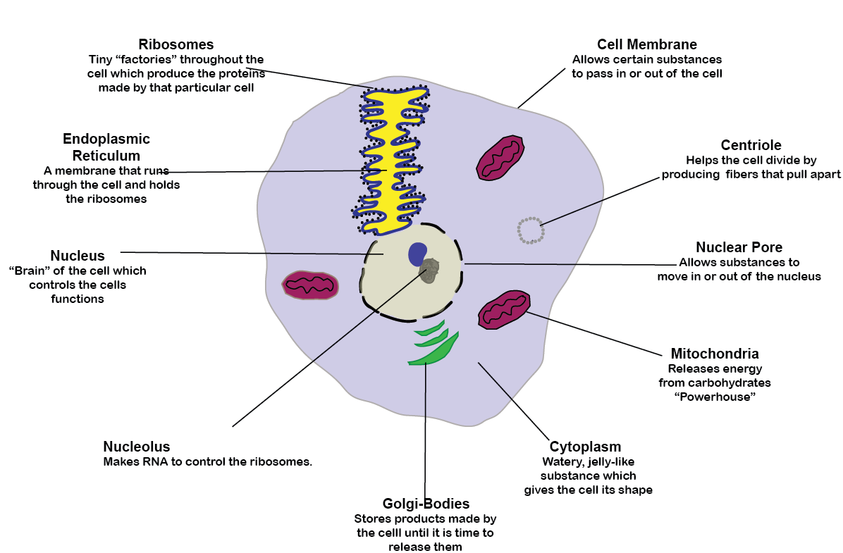 Labeled Animal cell
