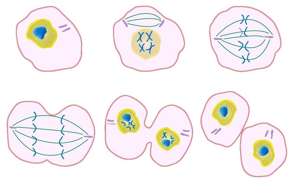 diagram of 5 phases of mitosis