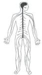 nervous systemdiagram