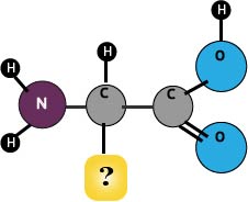 amino acid