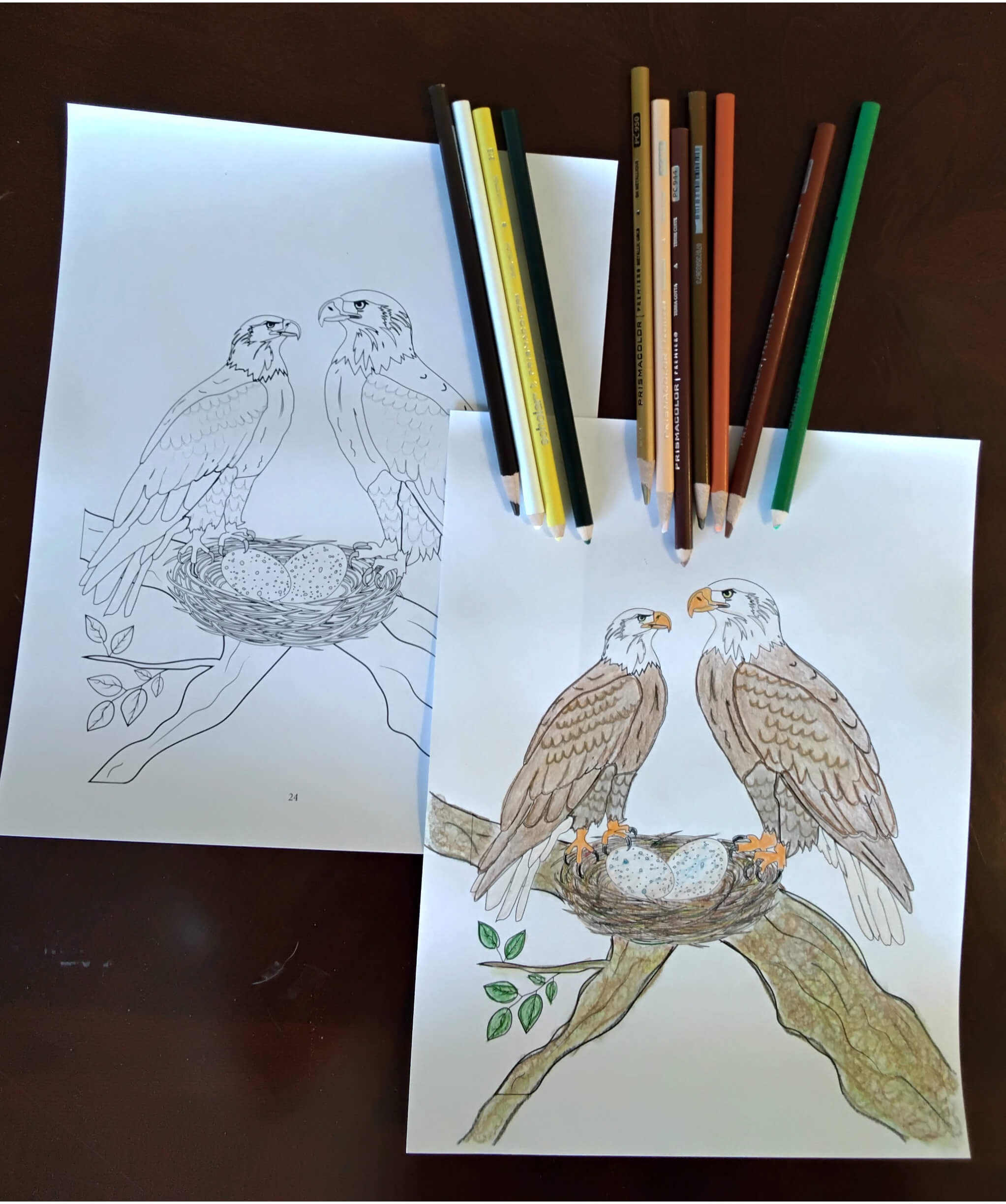 Bald Eagle Coloring Page blank and colored
