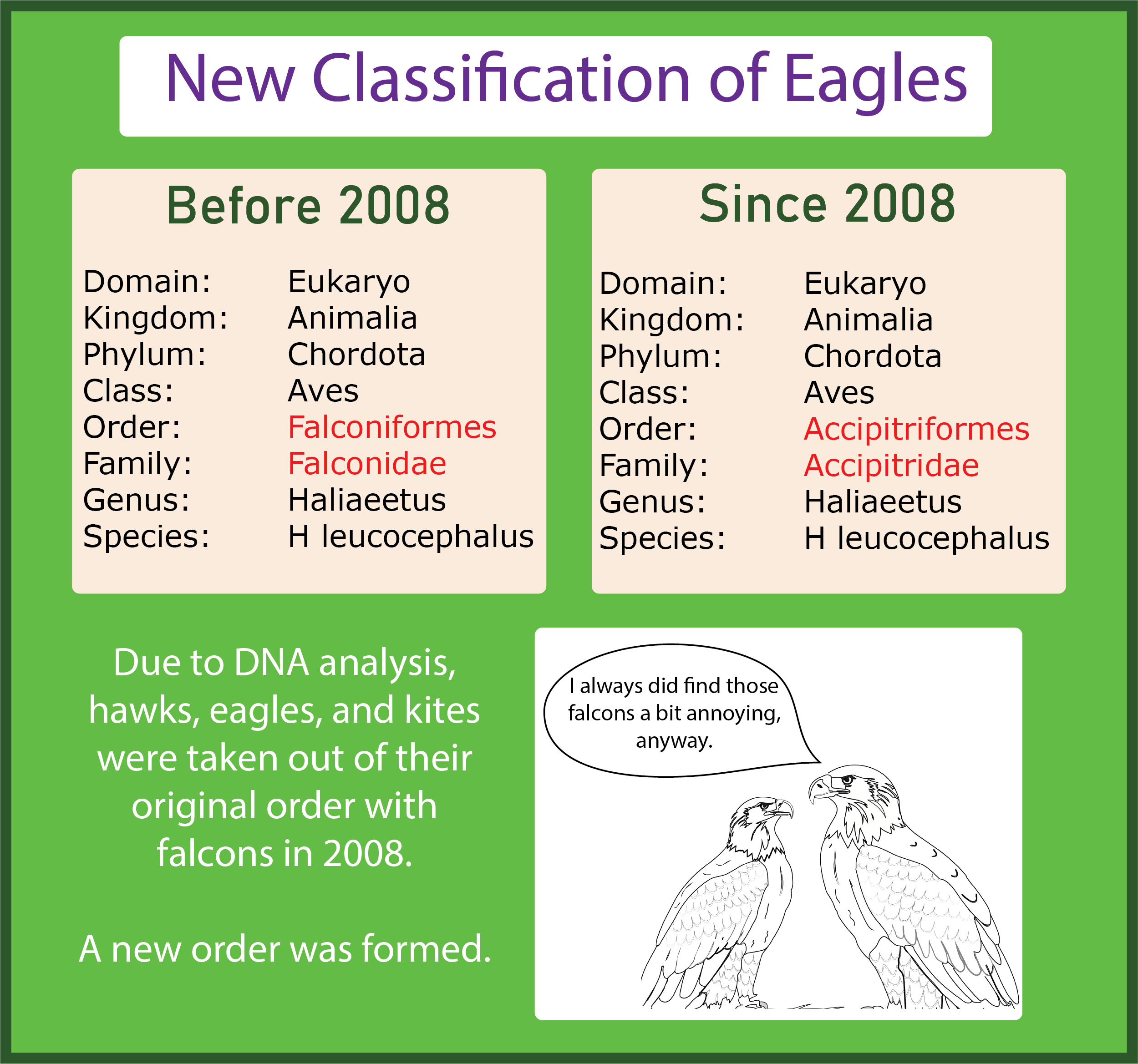 Eagle Falconiformes vs Accipitriformes Taxonomy