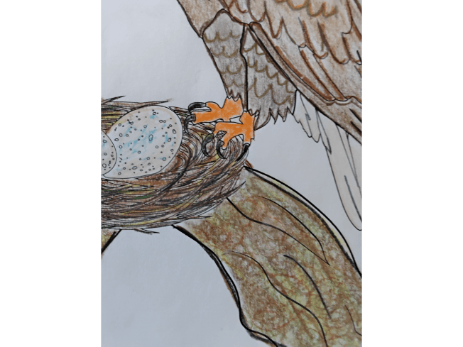 Close up of bald eagle feathers, nest, and tree trunk