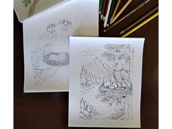 Two different bald eagle coloring pages
