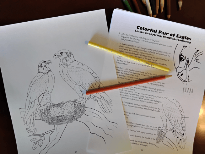 Bald Eagle Coloring Page Directions
