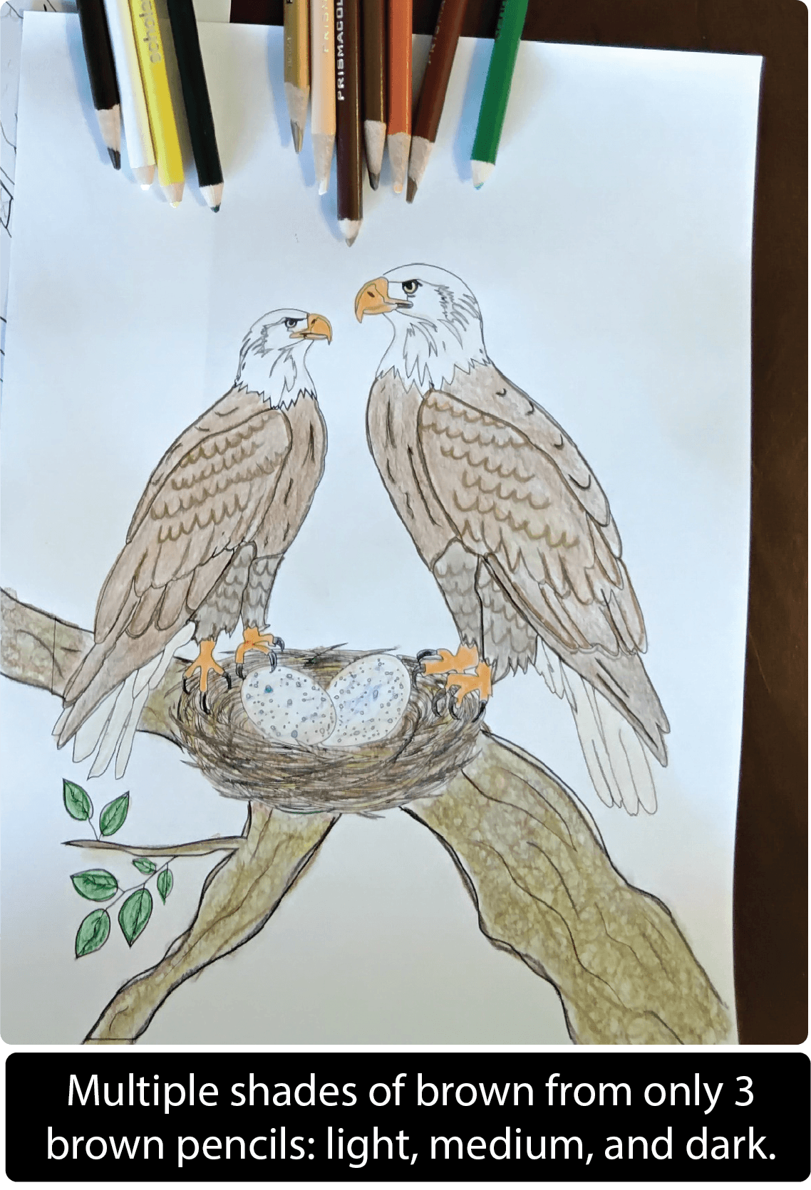Bald Eagle Pair Coloring Page with colored pencils