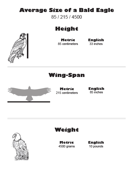 student worksheet average size of bald eagle