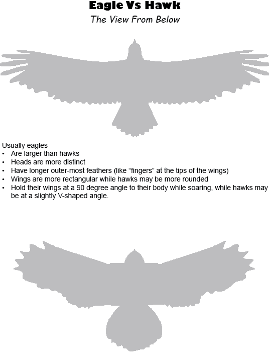 Silouette of Ealge Vs Hawk