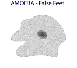 amoeba