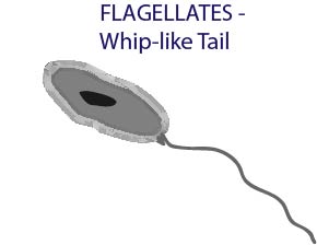 flagellates