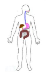 human digestive system diagram