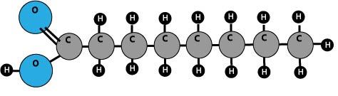 fatty acid molecule