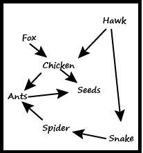 Food Web Poster