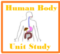 Human Anatomy Unit Study Cover